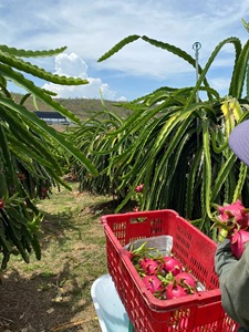 <span class=keywords><strong>Fruit</strong></span> du Dragon Blanc Naturel Frais VIETFAP du Vietnam 100% Goût Doux et Rafraîchissant <span class=keywords><strong>Fruit</strong></span> <span class=keywords><strong>de</strong></span> Luxe - Product Image 1