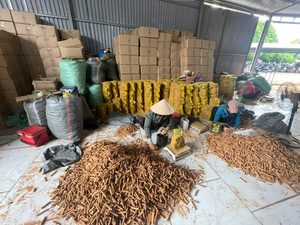 Canela/Cassia Vietnamita Seca de Alta Calidad, Especias Mixtas, Condimentos de Primera Calidad, 10 kg, Cartón, Venta al Por Mayor - Product Image 5