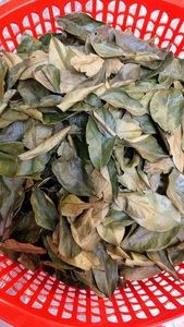 Dried Soursop Graviola Leaves Premium Natural Bulk Export Vacuum Packaging Private Label Made Vietnam Organic Black <b>Tea</b> Bags/<b>Box</b> - Product Image 3