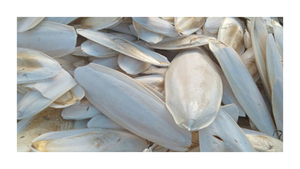 Os de seiche propre et durable pour perroquets, tortues et reptiles-emballé de manière hygiénique, expédié rapidement pour répondre à la demande du marché - Product Image 6