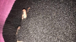 Semillas de Chía de Calidad Seleccionada para la Industria de Procesamiento de Alimentos y Bebidas y Suministro a Granel - Product Image 6