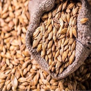 Blé à grains longs biologique pur, qualité naturelle entière supérieure pour la transformation alimentaire, le mouture, la cuisson et la fourniture fiable en gros - Product Image 4