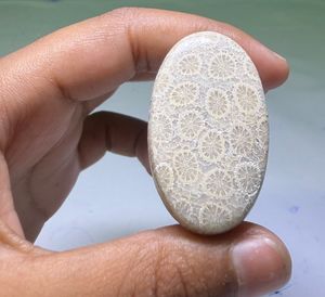 หินปะการังฟอสซิลธรรมชาติทรงคาโบชอง คริสตัลขัดเงา อัญมณีคุณภาพสูง รูปทรงผสมผสาน วัสดุสำหรับทำเครื่องประดับจำนวนมาก - Product Image 4