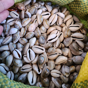 Proveedor de conchas de COWRIE de TOPRING de Vietnam – Tamaños mixtos de 1.5 a 2.5 cm, disponible al por mayor - Product Image 1