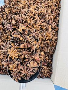 Calidad Premium 2025 anís estrellado seco crudo certificado Vietnam importación exportación cultivo más nuevo PRIMAVERA/otoño cultivo con proceso seco 'AD' - Product Image 6