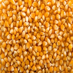 Organic Best Quality Delicious <b>Sweet</b> Yellow Corn for Human Consumption Dried Style Corn for Sale - Product Image 5