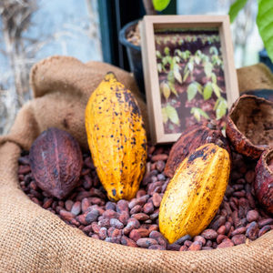 Fèves de cacao bio en vrac, fèves de cacao fermentées brutes, qualité A, fèves de cacao séchées naturelles pour l'industrie alimentaire et des boissons - Product Image 6
