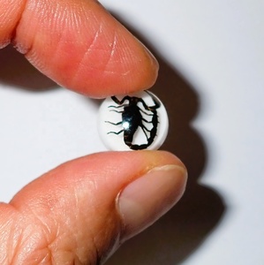 Cabujón de Plástico con Espécimen Real de Escorpión Negro, Redondo de 13x13 mm, Base Plana Blanca para Manualidades y Joyería - Product Image 4