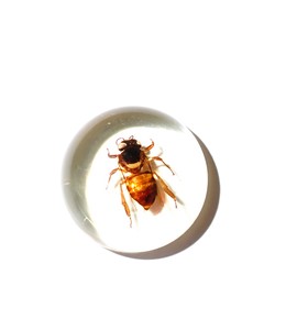 Cabujón de Plástico con Espécimen Real de Abeja, Redondo, 25x25 mm, Base Plana Transparente, para Manualidades y Joyería - Product Image 2