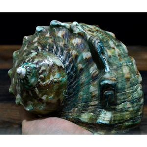 เปลือกหอยมาร์มาทาตัสขนาดใหญ่: หอยสังข์ลายทางสำหรับตกแต่งบ้าน เปลือกหอยสังข์สีเขียวขนาดใหญ่ เปลือกหอยมุกขัดเงาขนาดใหญ่ - Product Image 1