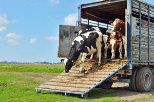 Semirremolque Premium Delta 4 para Transporte de Ganado con Carga Inclinada |   Capacidad de 6500 kg |   Tamaño Personalizado para Uso en Granjas de Ganado Vacuno, Ovino y Porcino - Product Image 3