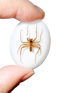 Araña Acuática, Espécimen Real, Cabujón de Plástico Ovalado de 30x40 mm, Base Plana Blanca, para Manualidades y Joyería - Product Image 4