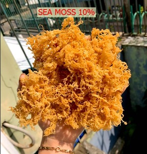 Musgo Marino Orgánico Natural Seco de Vietnam Delta - Exportación a Granel de Alta Calidad con Larga Vida Útil - Product Image 2