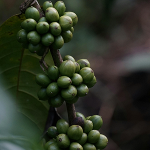 เมล็ดกาแฟโรบัสต้าดิบจากโรงงานโดยตรง ผลิตในเวียดนาม กระบวนการธรรมชาติ สำหรับส่งออกทั่วโลก - Product Image 2