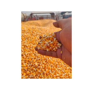ข้าวโพด GMO คุณภาพพรีเมียม ขายส่งจำนวนมาก เกรดอาหาร พร้อมส่งออก จัดส่งได้ทันที - Product Image 2