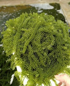 Uvas de Mar Orgánicas Premium |   Uvas de Mar de Marca Privada OEM |   Caviar Verde a Precio de Fábrica - Product Image 3