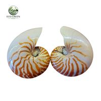 Concha de Nautilus Natural Premium, Pieza Decorativa Espiral de Lujo, Regalo Único del Océano, Concha de Concha Marina Coleccionable Rara, Decoración Artística Marina