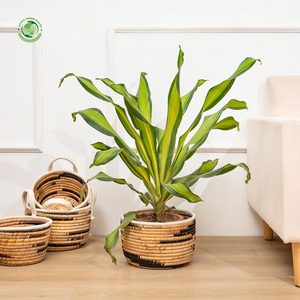 Lot de 2 paniers en jacinthe d'eau avec bords cousus, paniers de rangement faits à la main, vente en gros, écologiques, fabriqués au Vietnam - Product Image 6