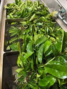 Dried Soursop Leaves Black <b>Tea</b> Organic Vietnam 25 <b>Tea</b> Bags/<b>Box</b> Vacuum Pack Premium Health <b>Tea</b> - Product Image 3