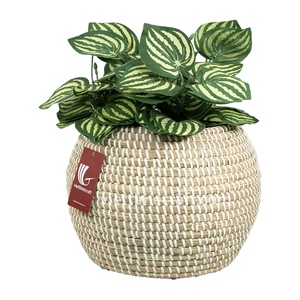 Best Seller Seagrass Planter <b>Basket</b> with Plastic String, Handmade Woven <b>Plant</b> Pot Cover Vietnam - Product Image 5