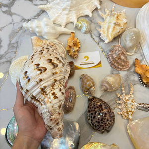 Vietnam Manufacturer Triton’s Trumpet Natural Seashell Large Decorative Shell Bulk Supplier Export - Product Image 1