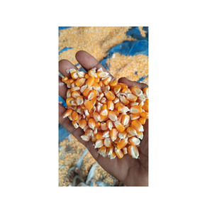 ข้าวโพด GMO คุณภาพพรีเมียม ขายส่งจำนวนมาก เกรดอาหาร พร้อมส่งออก จัดส่งได้ทันที - Product Image 1