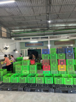 Citrons sans pépins du Vietnam cueillis frais des vergers locaux, juteux et savoureux, emballés pour la vente au détail en gros et l'exportation