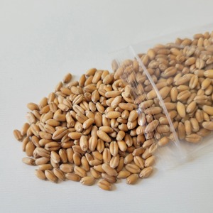 Grano de Trigo Seleccionado Disponible con Textura Natural y Procesamiento Limpio para Compradores Importadores que Requieren un Suministro Confiable de Granos - Product Image 1