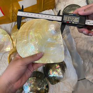 Perla de nácar lisa de Vietnam para artesanía, joyería, incrustaciones, panel decorativo, venta al por mayor, tamaño 11cm - Product Image 1