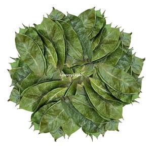 Feuilles de corossol vietnamien, sans produits chimiques, brutes et non transformées, directement de la ferme locale. - Product Image 4