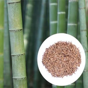 Semillas de Bambú Dendrocalamus Strictus de Crecimiento Rápido, Sin GMO, 90-95% de Germinación, 10-12 Días, Altura de Cultivo de 40-60 pies, Semillas de Bambú Sin GMO - Product Image 5