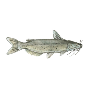 Pescado gato envasado a granel listo para envío internacional en cadena de frío - Product Image 5
