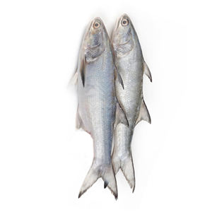 Collar de Salmón Congelado, Salmón Salvaje Congelado, Collar de Pescado Salmón Congelado de Alta Calidad - Product Image 2