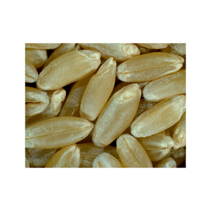 Service OEM Prêt à Expédier – Grains de Blé Premium en Gros, Vente en Vrac, Qualité Alimentaire, Meilleures Ventes, Approvisionnement en Gros - Product Image 5