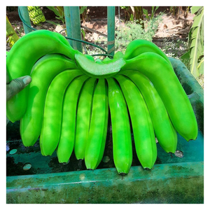 Plátano Cavendish Verde de Grado de Exportación, Cosecha Fresca Premium para Comercio Internacional y Suministro al Mercado Mayorista - Product Image 1