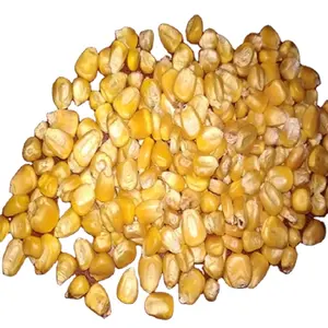 Yellow Maize / Corn For Poultry Feed / Animal Feed