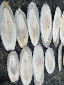 สินค้าขายดี |   กระดูกปลาหมึกทำความสะอาดแล้ว บล็อกแคลเซียมสำหรับนก ใช้สำหรับตัดแต่งปากนก จากบลูโลตัส เวียดนาม - Product Image 6