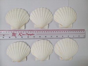 CONCHAS DE VIEIRA NATURALES / LIMPIADAS Y SECADAS AL SOL / LISTAS PARA DECORACIÓN O PARA SERVIR COMIDA / SEÑORA ALINA - Product Image 4