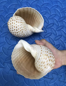 Coquille de Tuna Tachetée Rare du Vietnam pour Collectionneur, 10-13 cm, pour Décoration de Maison de Plage, Art Marin, Aquarium, Artisanat et Présentation - Product Image 1