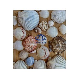 Artisanat en coquillages naturels très demandé |   Décoration murale et bijoux écologiques faits à la main en coquillages - Product Image 1