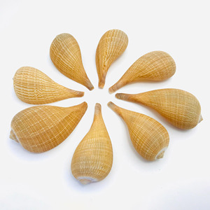 Coquillages pour décoration d'aquarium et de terrarium, prix le plus bas, coquillages de qualité supérieure, coquillages naturels. - Product Image 3