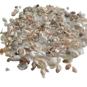 Aquarium tank filler sea shell and handicraft used natural sea shell small size cream color eco friendly