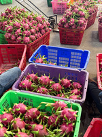 Verse Vietnamese Dragon Fruit, zoet tropisch fruit voor export en groothandelsmarkt