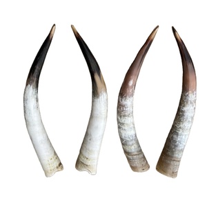 Venta caliente ágata tallada vaca pulida buey cuerno largo par superventas par de cuerno de toro Natural para fines decorativos - Product Image 5