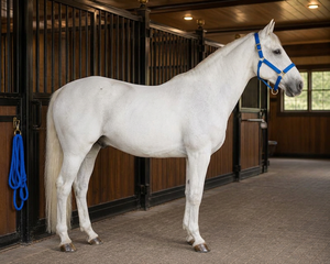 Blue Nylon Horse <b>Halter</b> with Gold Hardware Australian Saddle Style for Stable Use - Product Image 4