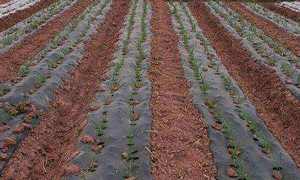 Couverture de sol pour jardin KOSITE 15-30 g/m², tissu non tissé 100% PP Spunbond, agriculture - Product Image 5