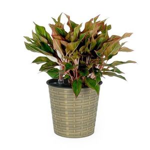 Vaso Decorativo in Vimini da 13,4 Pollici con Sistema di Auto-Irrigazione per Interni/Esterni, Rotondo e Naturale - Product Image 1