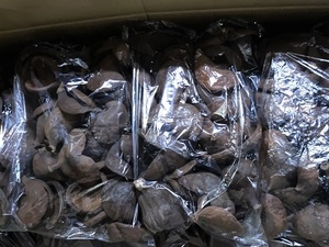 Relleno de cuenco botánico indio, popurrí, nuez de Badam, Material de planta cruda Natural seca para decoración de Acuario, ramo - Product Image 4