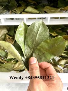 Té de hojas de Graviola de Vietnam, hojas de Guanábana naturales secadas al sol, té de hierbas empaquetado a granel para OEM y exportación - Product Image 5