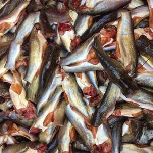 VietDelta Hot Selling Premium Naked Catfish Roe Vietnam Whole Fish IQF Vacuum Pack Sweet Taste Creamy Braised Turmeric 1kg - Product Image 4